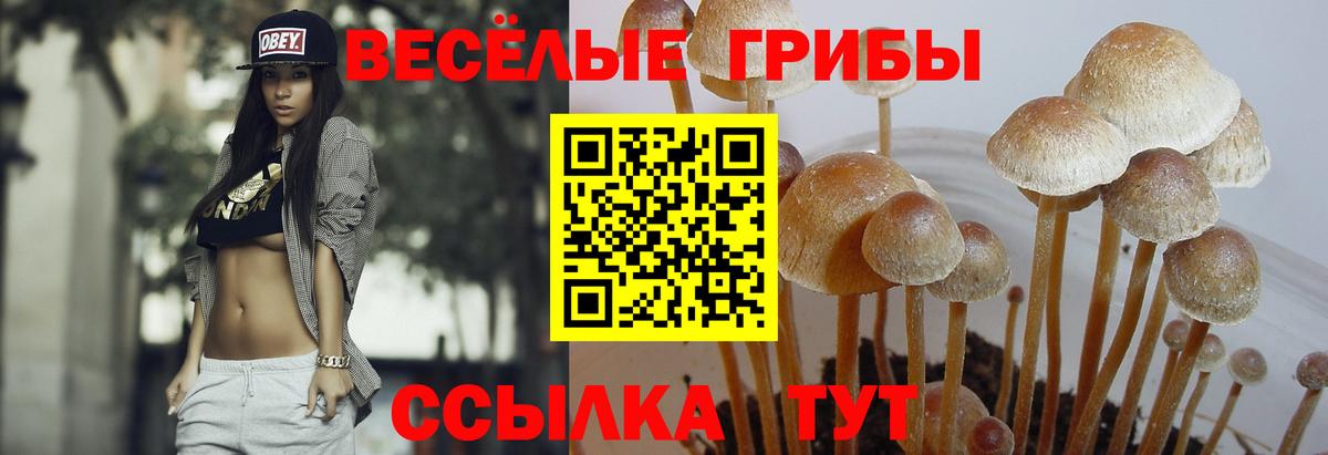 Северобайкальск  Галлюциногенные грибы Psilocybe  Галлюциногенные грибы Psilocybine cubensis  Вход с VPN 
